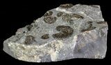 Ammonite Fossil Slab - Marston Magna Marble #63512-2